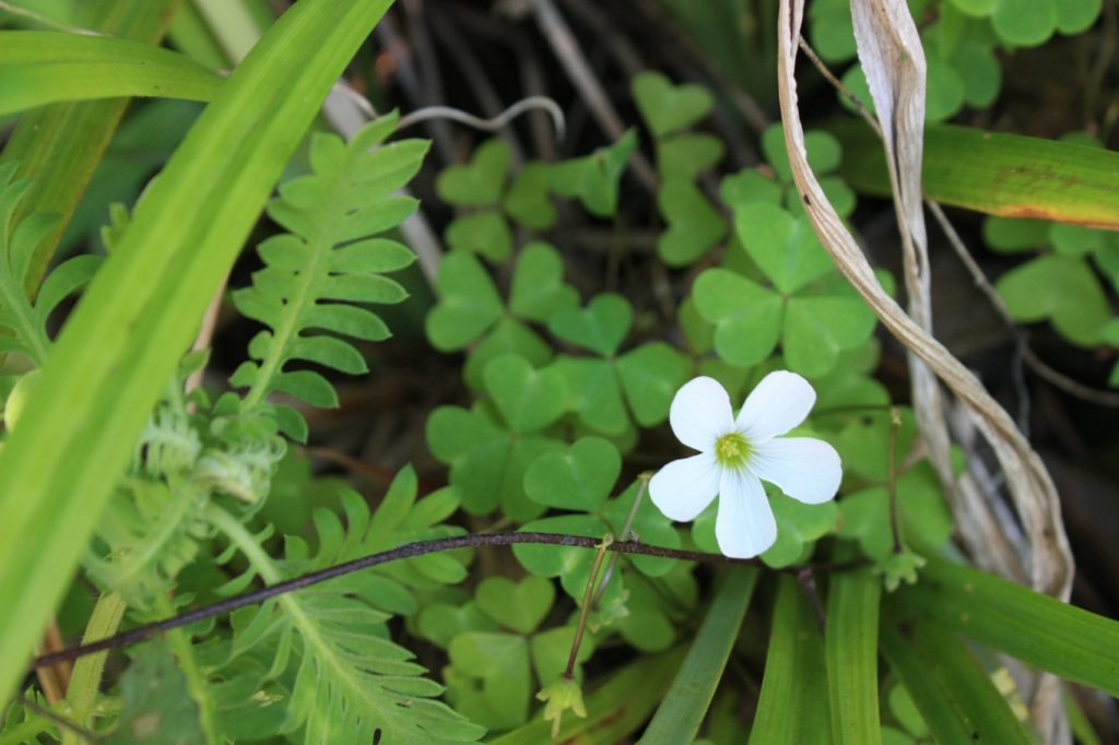 סיגלית פסטרנק